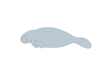 魚