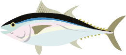 クロマグロ