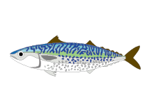 魚